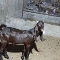 کهره نر و ماده|حیوانات مزرعه|چغادک, |دیوار