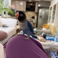 طوطی نر برزیلی ابی رنگ|پرنده|رشت, کوی غلام نیا|دیوار