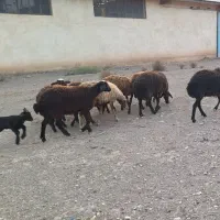 شیشک