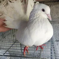 کبوتر رام دستی دم چتری امریکایی|پرنده|بابل, |دیوار