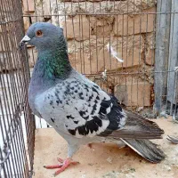 گوشی سالم... ۶عدد کبوتر فروشی