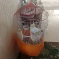 فروش عروس هلندی
