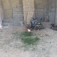 حیوانات مزرعه
