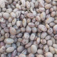 لوبیا درجه یک|خوردنی و آشامیدنی|اردل, |دیوار