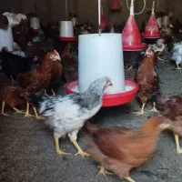 فروش نیمچه خروس|حیوانات مزرعه|مشگین شهر, |دیوار