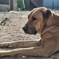 سگ نر سرابی درشت گله ای|سگ|برخوار, |دیوار