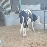گوساله ماده