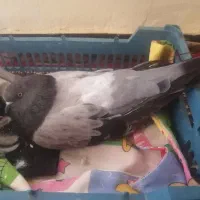 کبوتر ماده