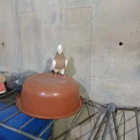 طوقی نرپرتقالی خال داررنگ تابستونی یک دست