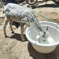 ۴ دانگ شنک ۵‌ ماهه ۳ ترشت ۱ ماده