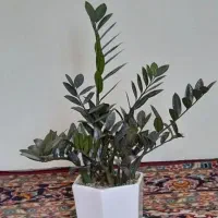 فروش گلهای آپارتمانی زاموفلیا|گل و گیاه طبیعی|تهران, دژکام|دیوار