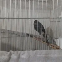 قناری رسمی نر