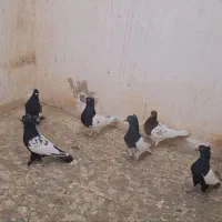 نر پریده