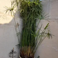 گل مردابی پر وبزرگ سرحال
