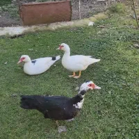 اردک اسراییلی و نمایی ،جوجه مرغ ،برهما