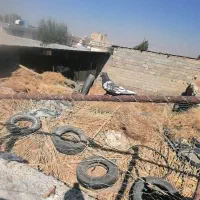 کفتر کبوتر بهبونی|پرنده|مرودشت, تخت جمشید|دیوار