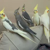 شهرستان گرمی