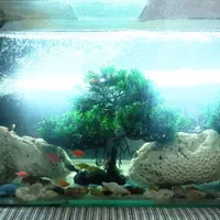آکواریوم ماهی|ماهی|اصفهان, ارغوانیه|دیوار