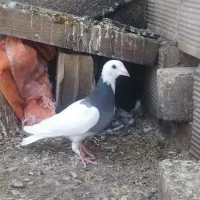 کبوتر طوقی