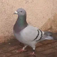 کبوتر جفت پلاکی مسابقه دهنده