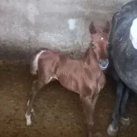 دو راس اسب|اسب و تجهیزات اسبسواری|شیراز, بازار|دیوار