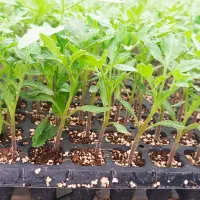 فروش انواع نشا