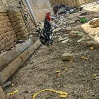 خروس‌گلین‌‌زیبا