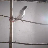 کفتر نر کل سرخ