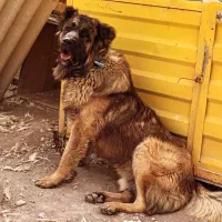 مجموعه سرابی آذربایجان|سگ|تبریز, |دیوار