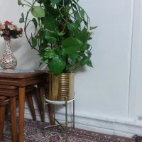 گل آپارتمانی|گل و گیاه طبیعی|تهران, دولاب|دیوار