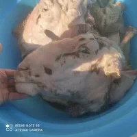 کله پاچه سیرابی شیشک درشت