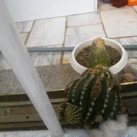 چهار تا گلدان کاکتوس بزرگ توافقی به فروش میرسد|گل و گیاه طبیعی|سبزوار, توحیدشهر|دیوار