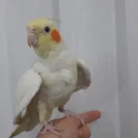 طوطی عروس زعفرانی|پرنده|همدان, |دیوار