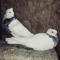 ماده طوقی هفترنگ فروشی|پرنده|فردوس (خراسان), |دیوار