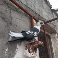 کبوتر سرک طوق سفید نر