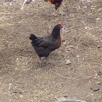 مرغ و خروس|حیوانات مزرعه|شیروان (خراسان), |دیوار