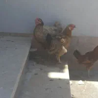 مرغ