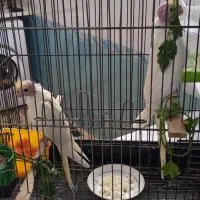 جوجه عروس هلندی