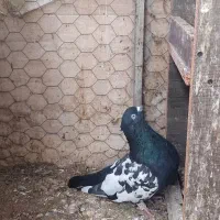 کفتر سینه ایی