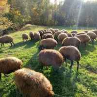 گوسفند وبره داشتی مالچه ۲۱راس جوان وشیره دار