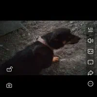 دوقلاده سگ نرو ماده