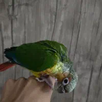 گرینچیک ۳ ماهه|پرنده|دماوند, گیلاوند|دیوار