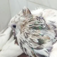 فروشی کفتر.فروش باهمه|پرنده|اسدآباد, |دیوار