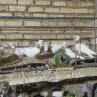 کبوتر طوقی|پرنده|شال, |دیوار