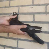 کبوتر. رنگی