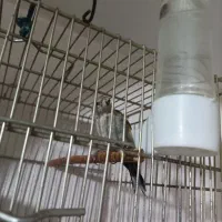 جوجه سهره|پرنده|تهران, کن|دیوار