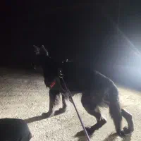 سگ ژرمن بلک