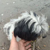 سگ پیدا شده