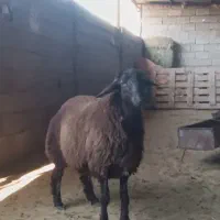 بره نر افشاری