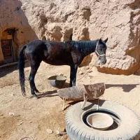 اسب|اسب و تجهیزات اسب‌سواری|خواف, |دیوار
